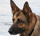 mein Hund
